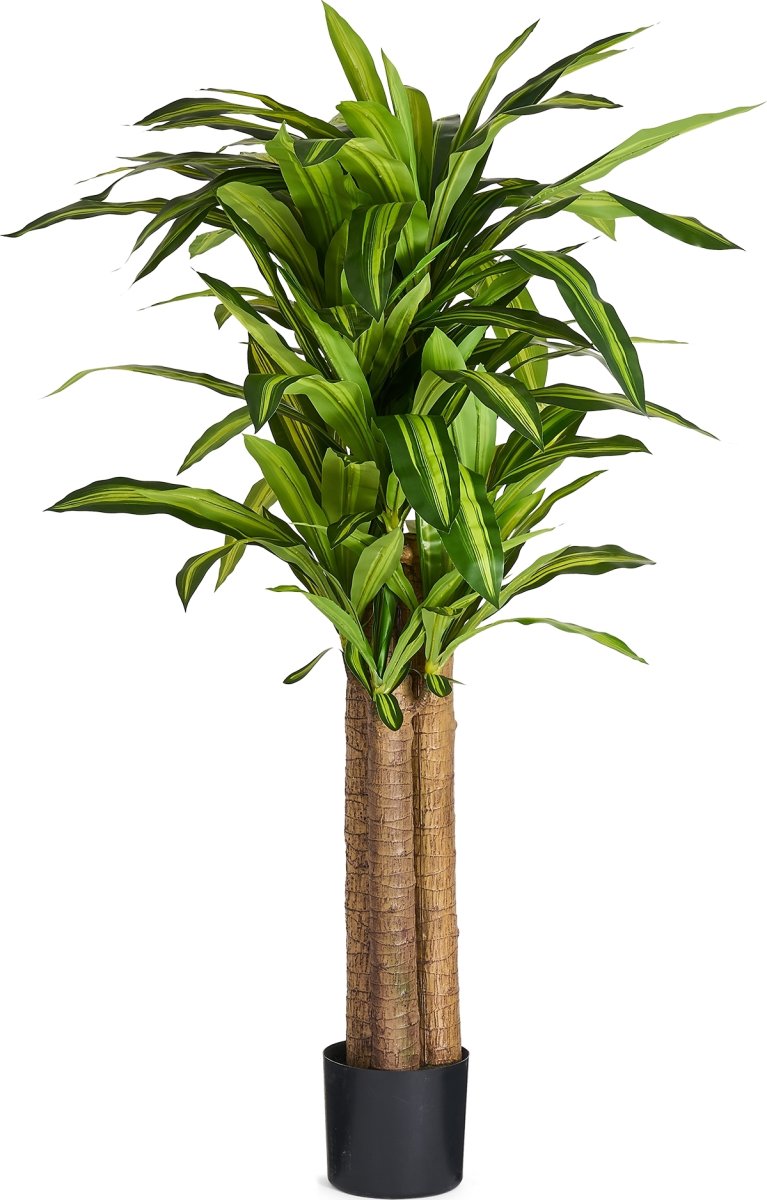 Dracena Plante inkl. potte, 155 cm
