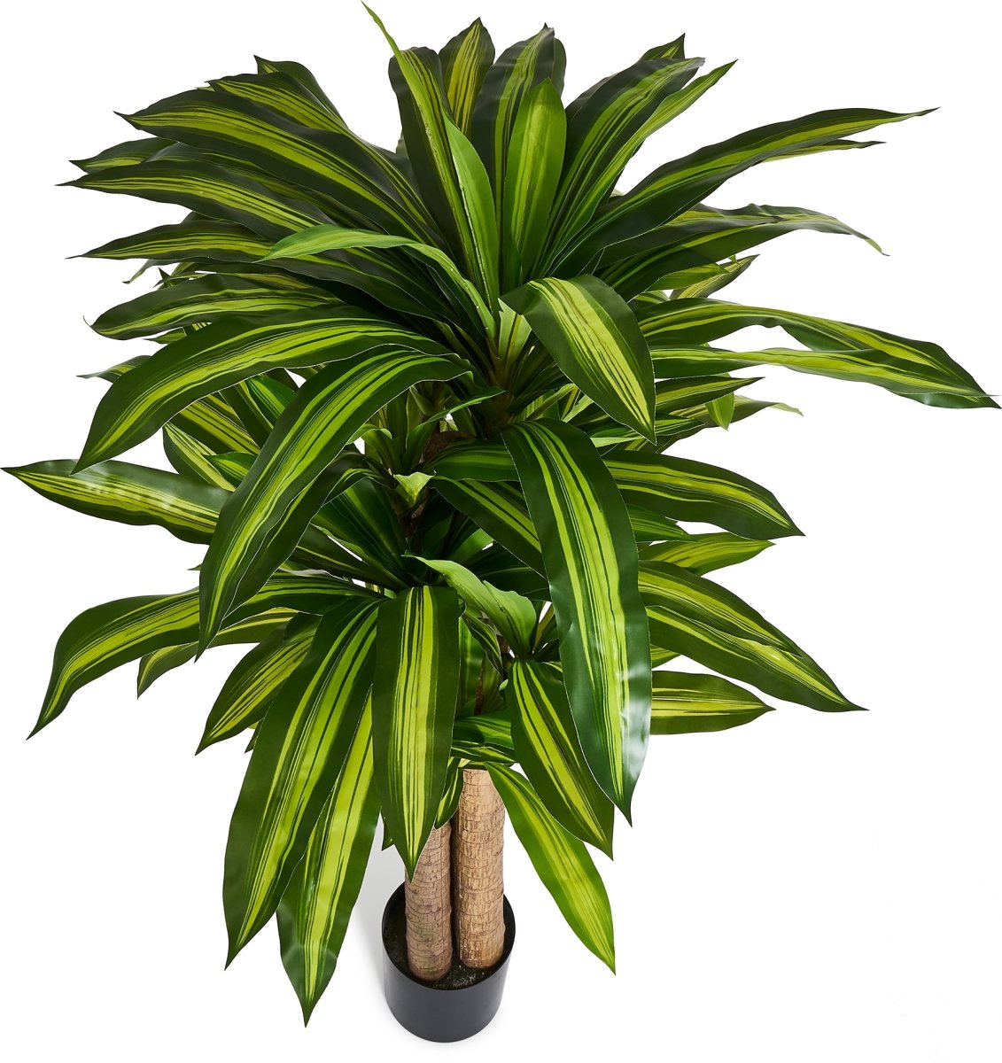 Dracena Plante inkl. potte, 155 cm