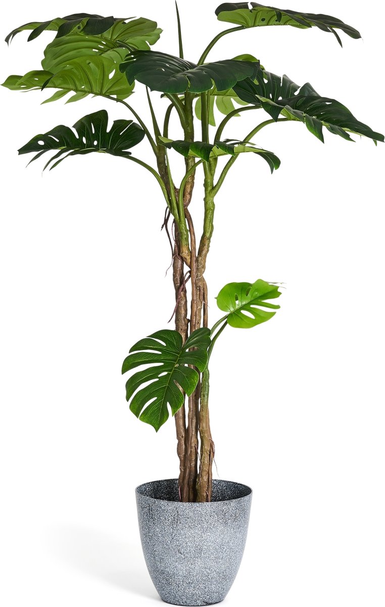 Monstera Plante inkl. potte, 180 cm