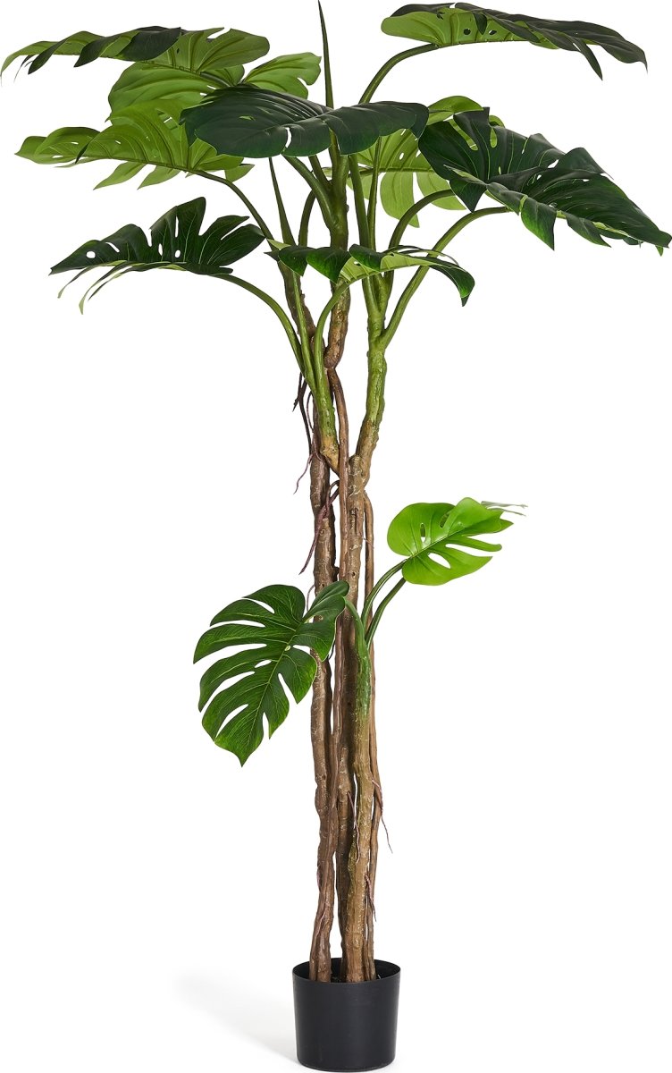 Monstera Plante inkl. potte, 180 cm