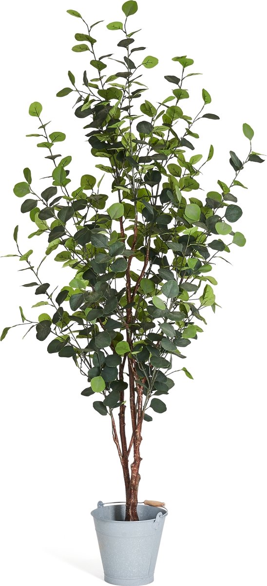 Eukalyptus Træ, 180 cm