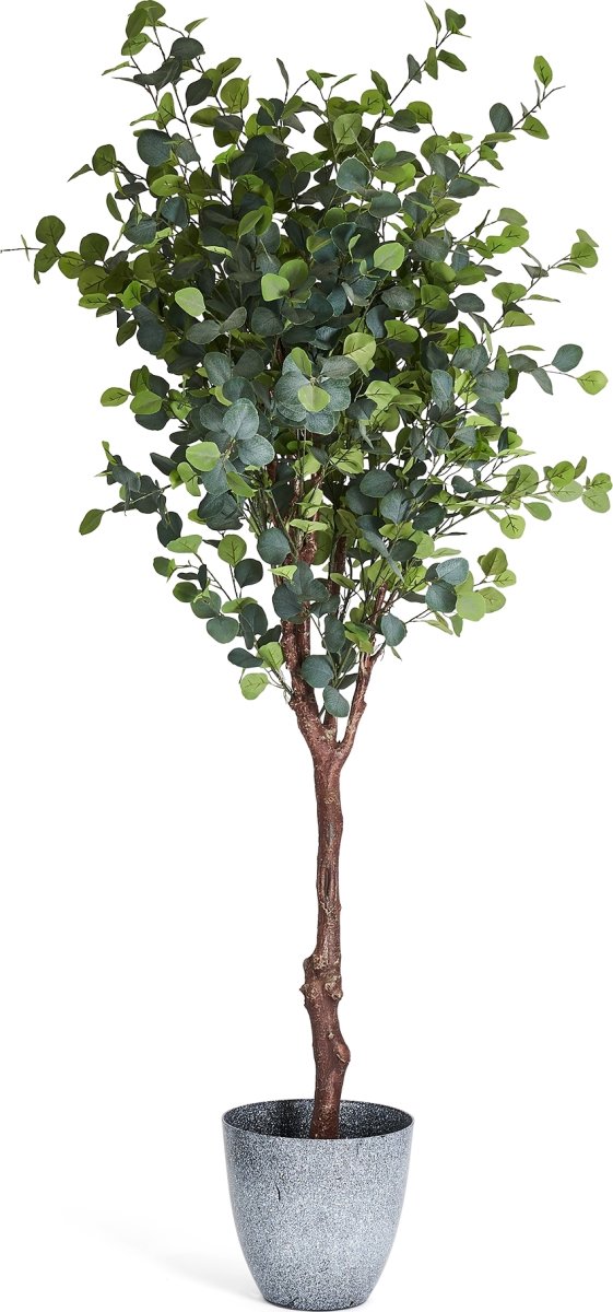 Eukalyptus Træ, 220 cm