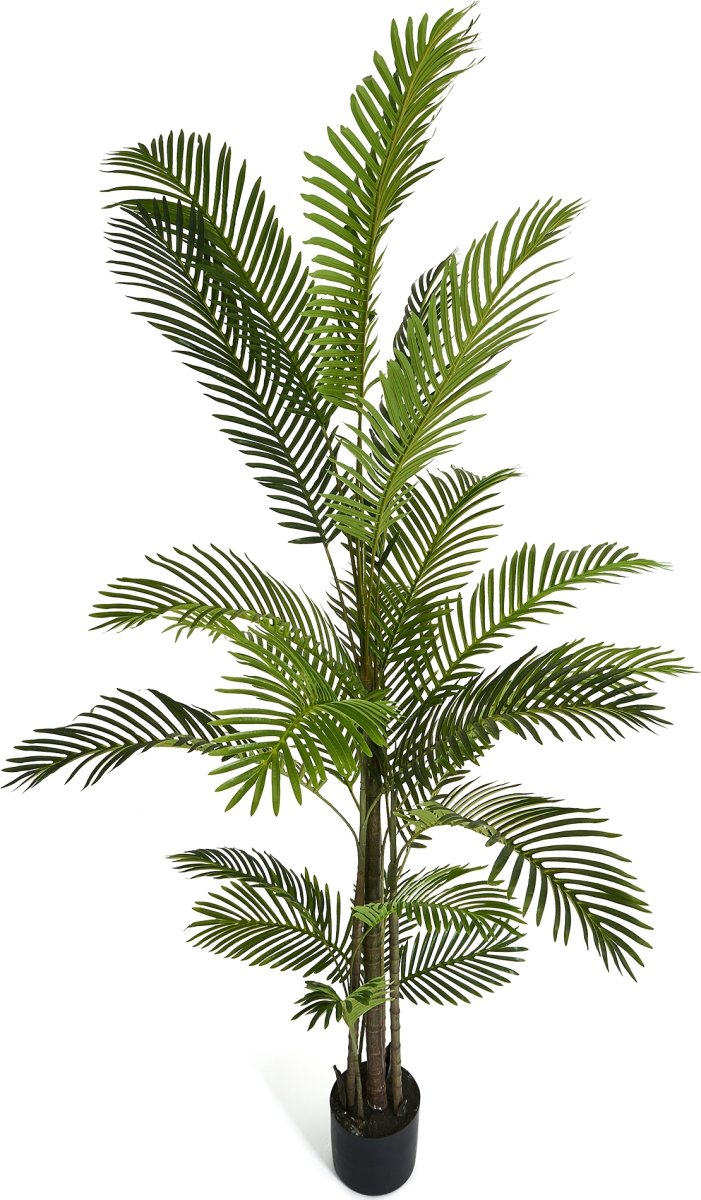 Palme Træ, 220 cm