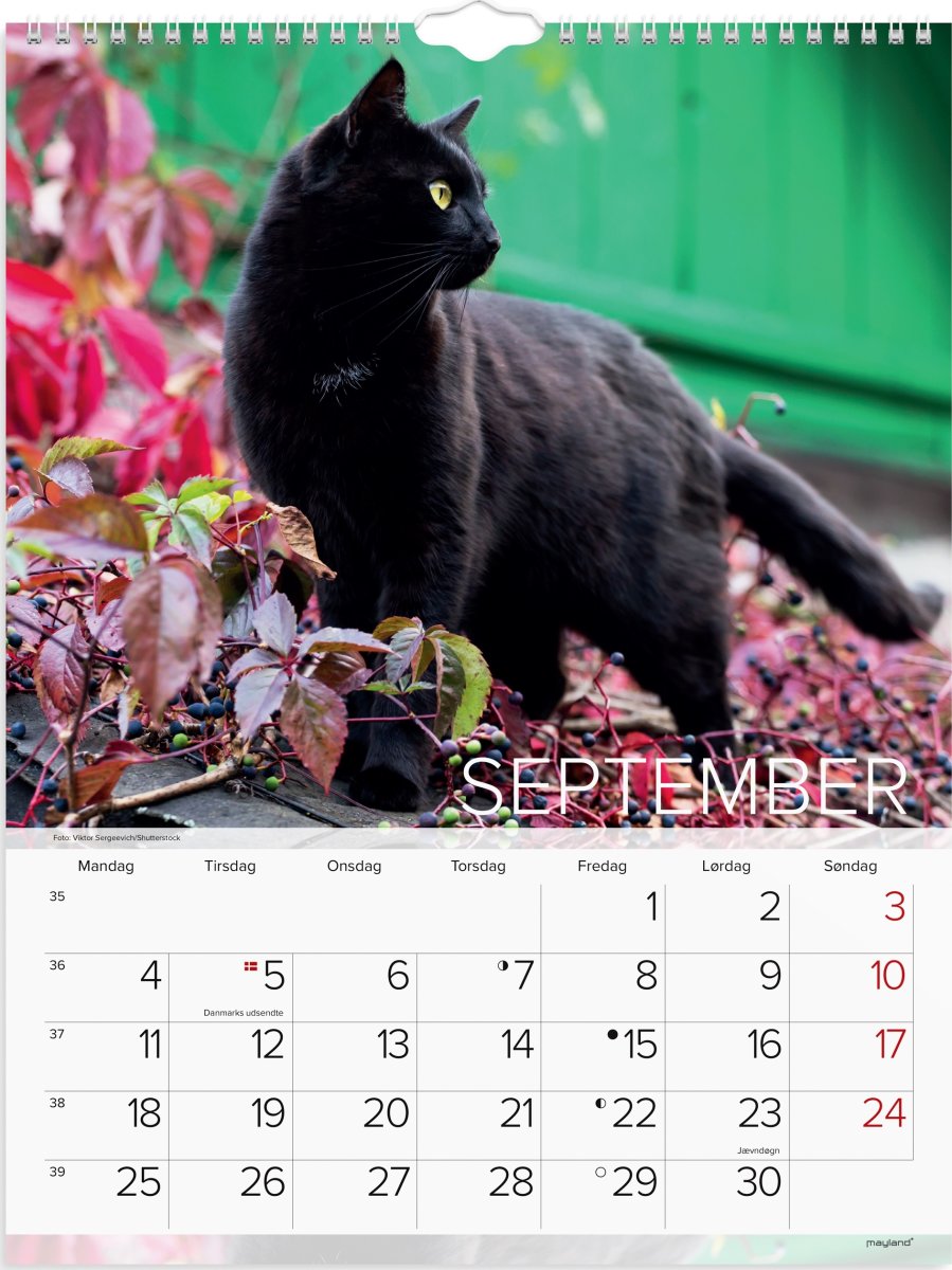 Mayland 2023 Vægkalender | Katte