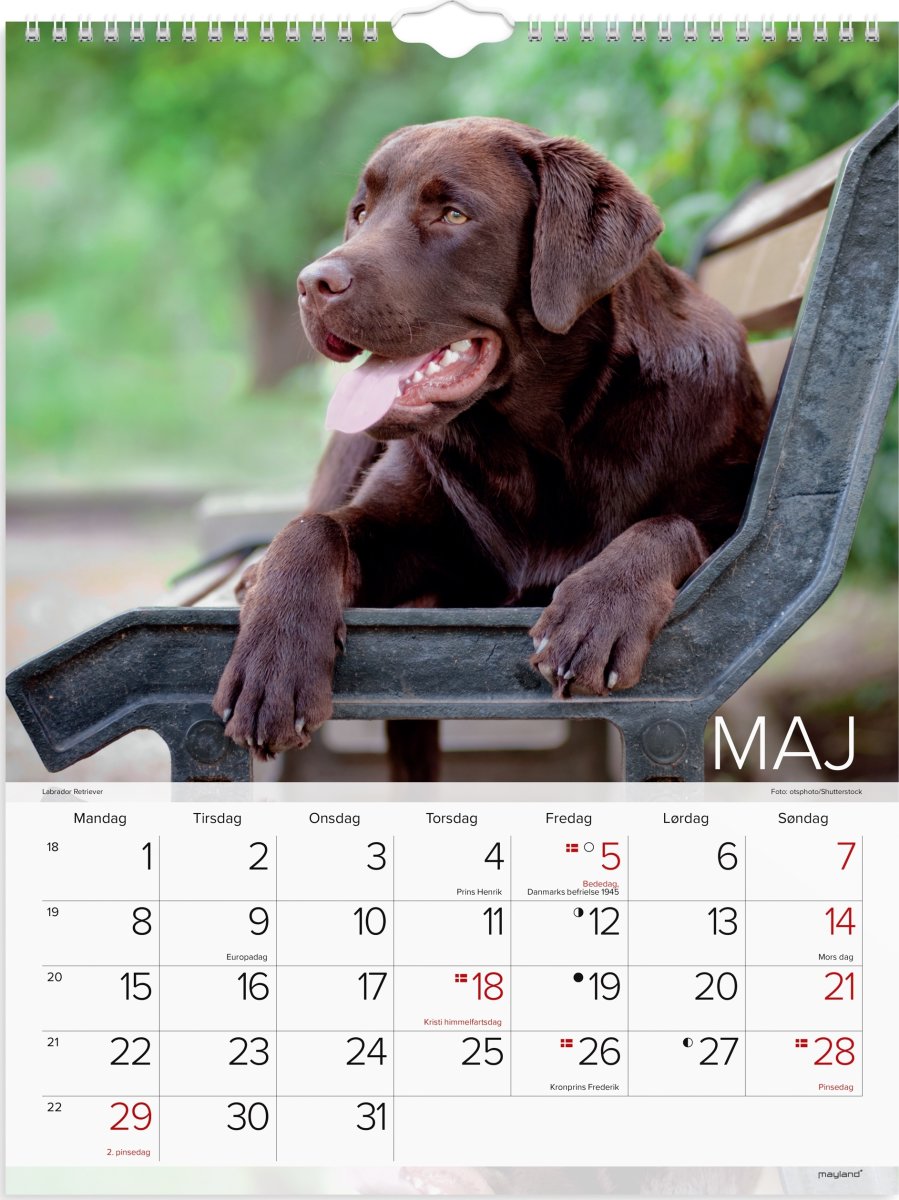 Mayland 2023 Vægkalender | Hunde