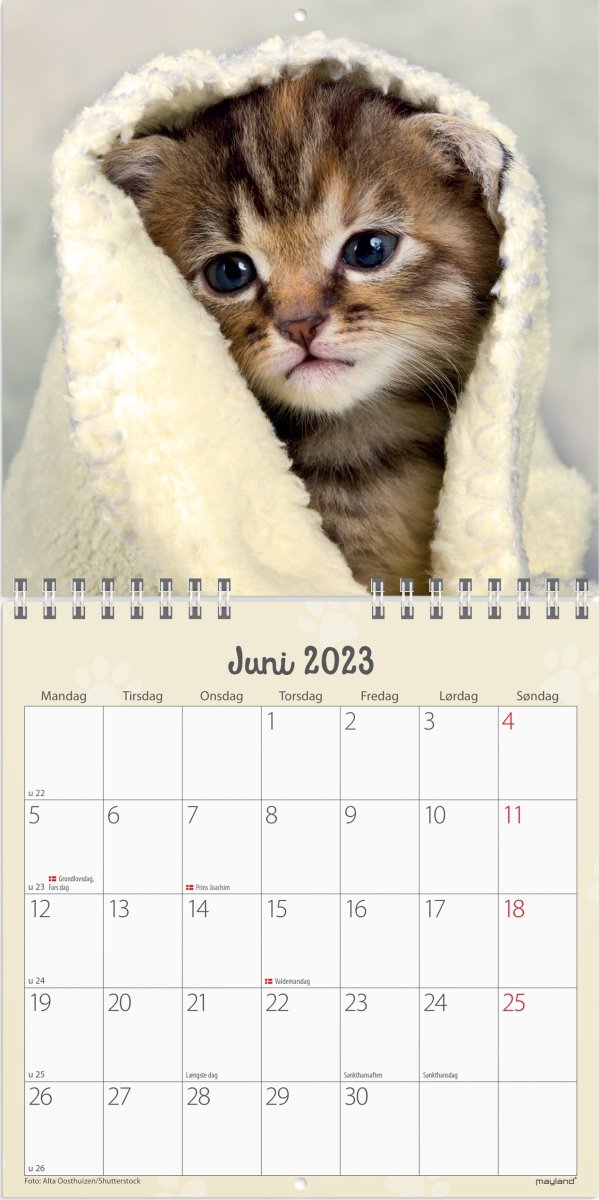 Mayland 2023 Vægkalender | Kattekillinger
