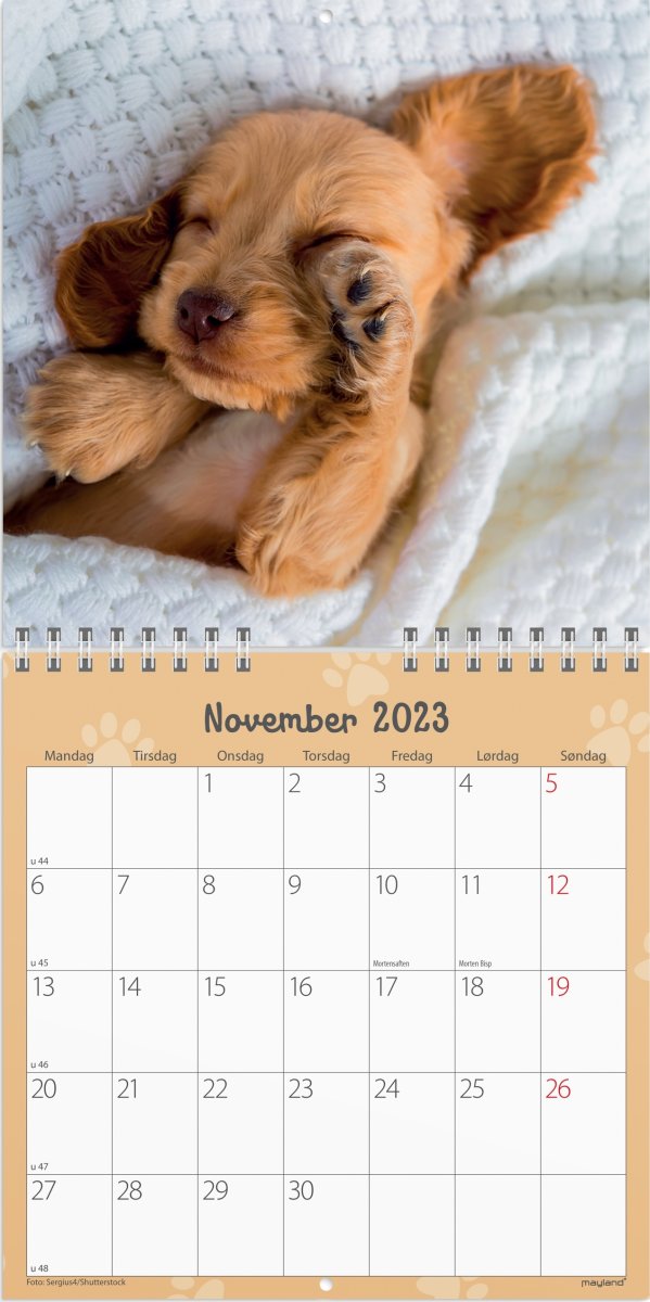 Mayland 2023 Vægkalender | Hundehvalpe