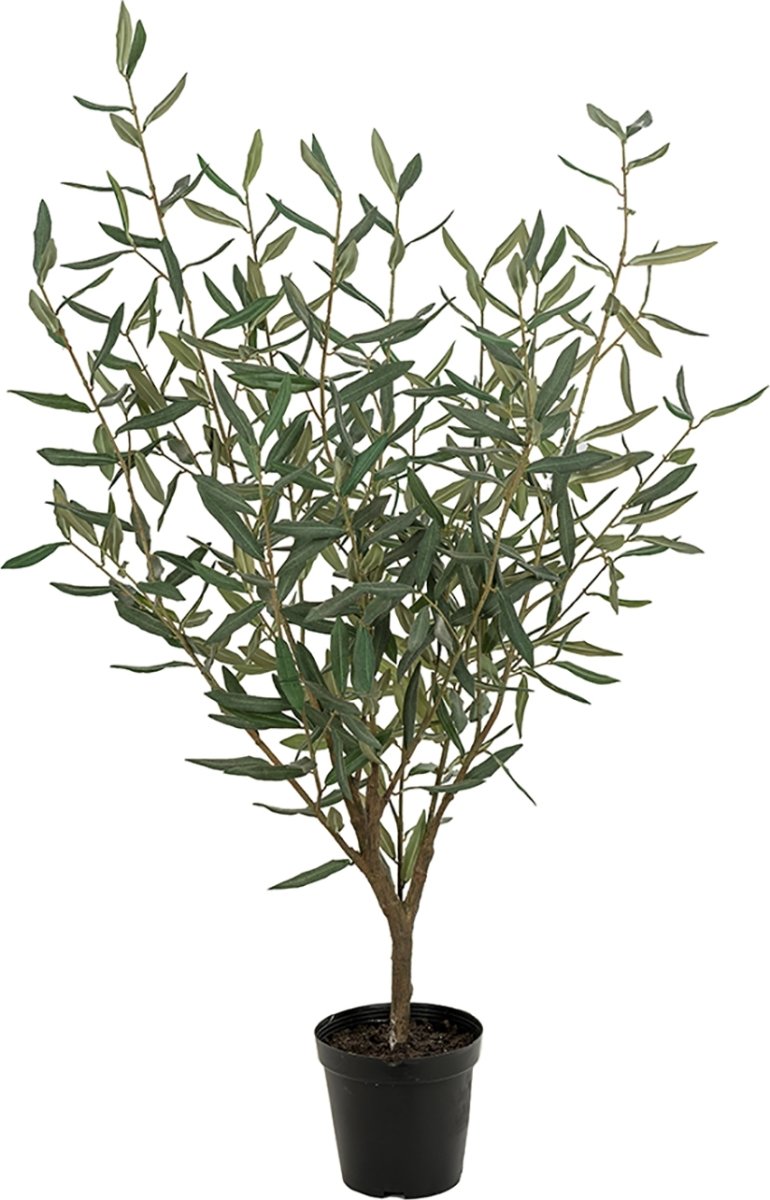 Oliventræ, H100 cm