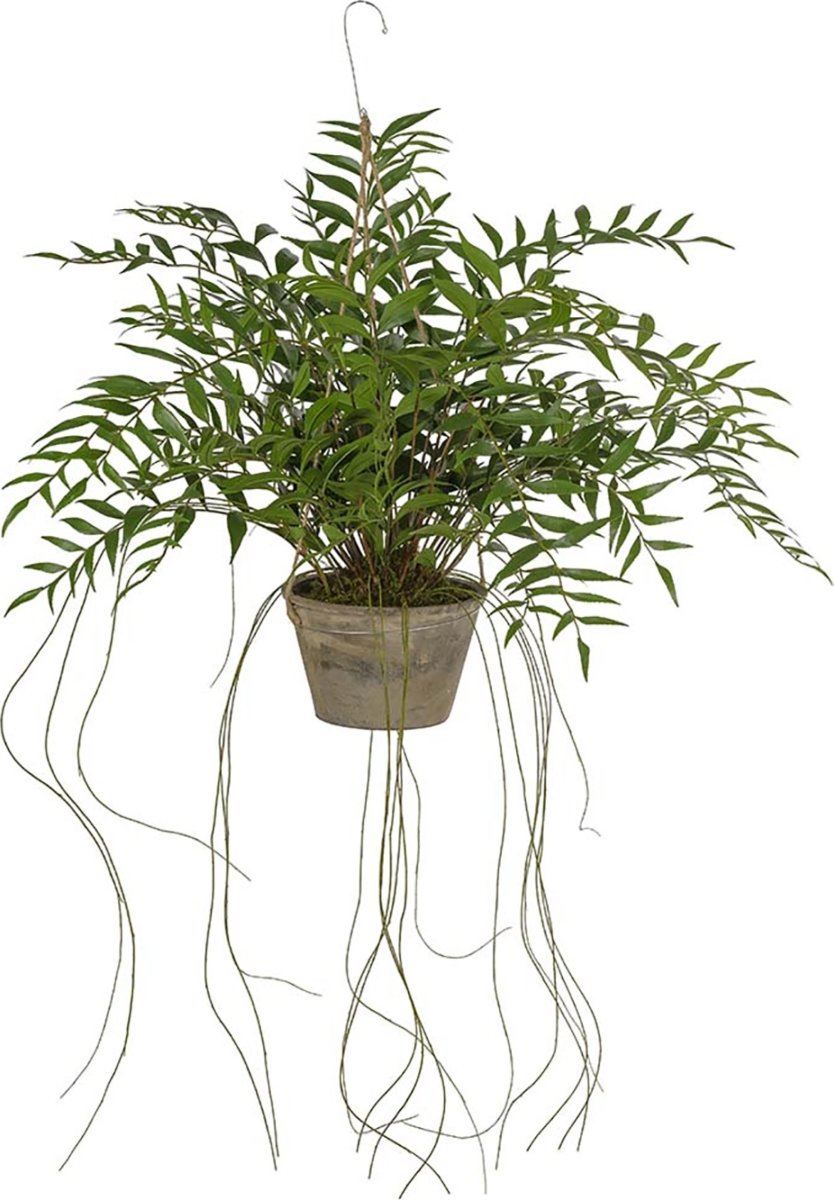 Hoya hængeplante, H65 cm