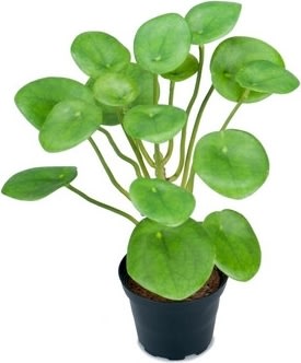 Pilea H25cm