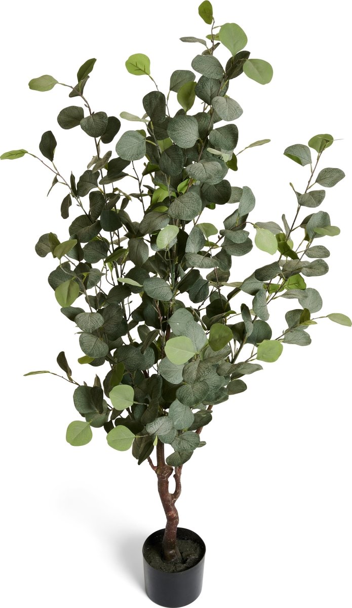 Eukalyptus Træ, 150 cm