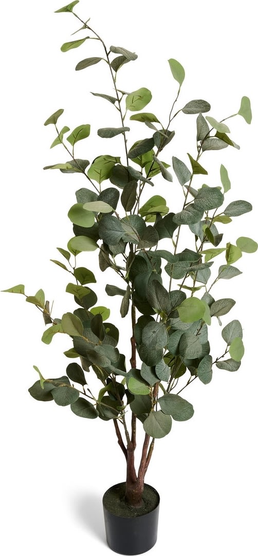 Eukalyptus Træ, 120 cm