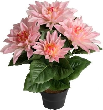 Dahlia, lyserød, 30 cm