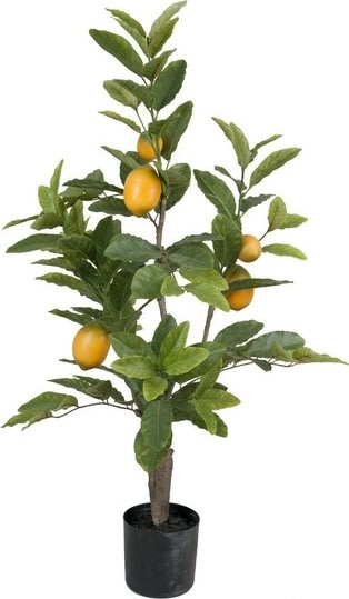 Citrontræ, 90 cm