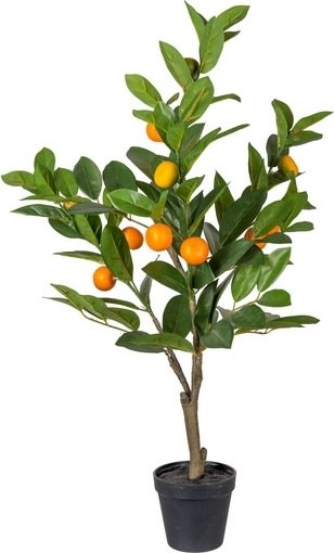 Citrontræ, 70 cm