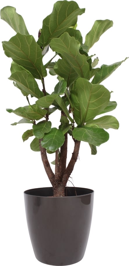 Ficus Lyrata, inkl. antracit potte, 1 stk