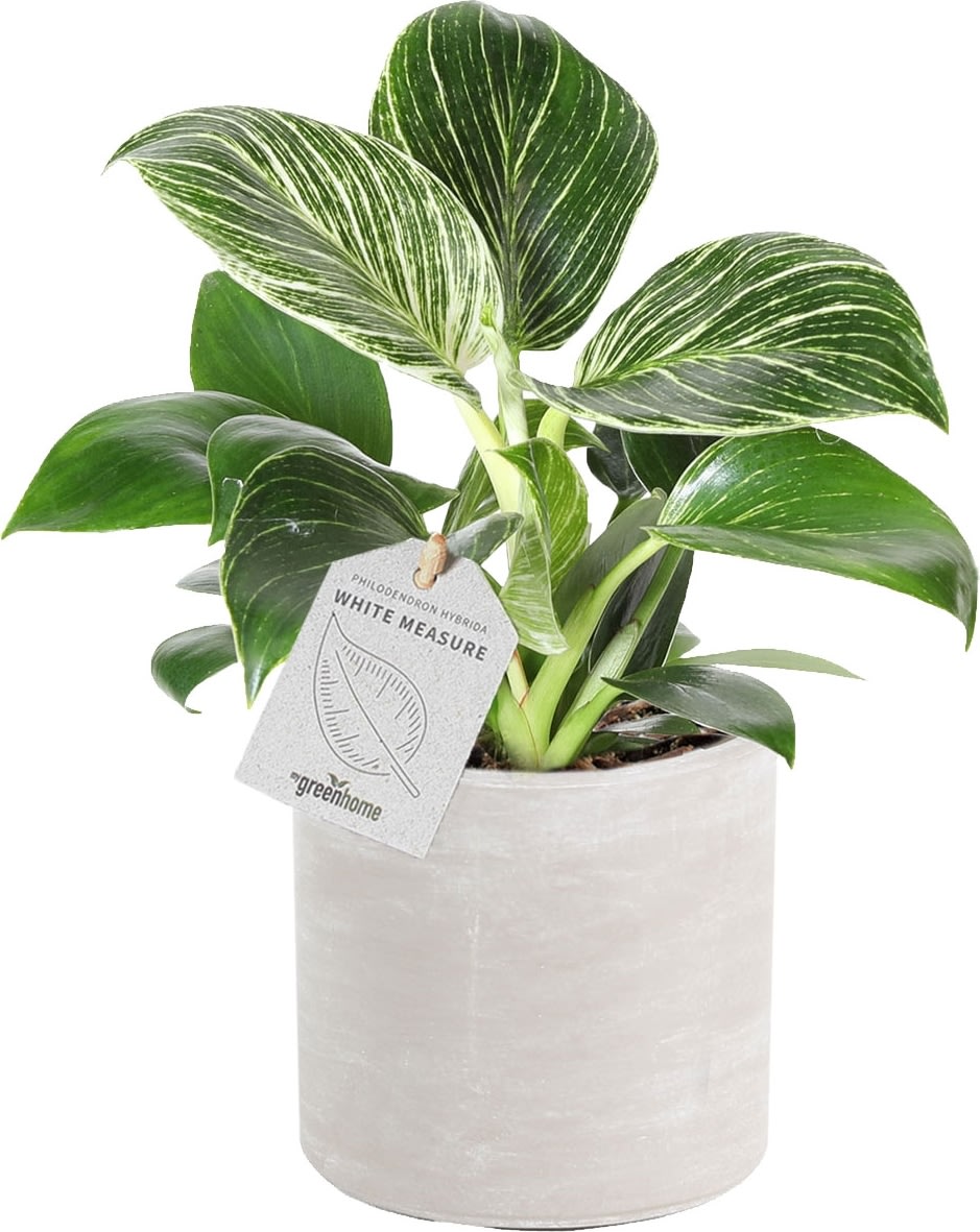 Philodendron White Measure, inkl. potte, 6 stk