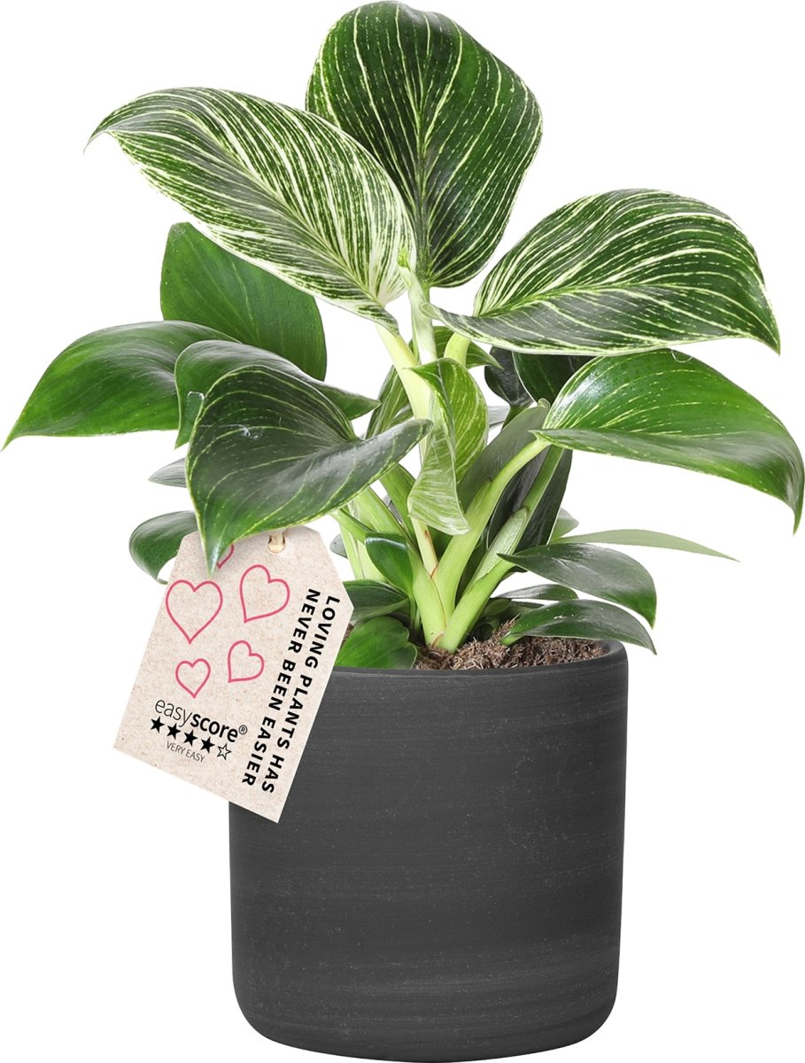 Philodendron White Measure, inkl. potte, 6 stk