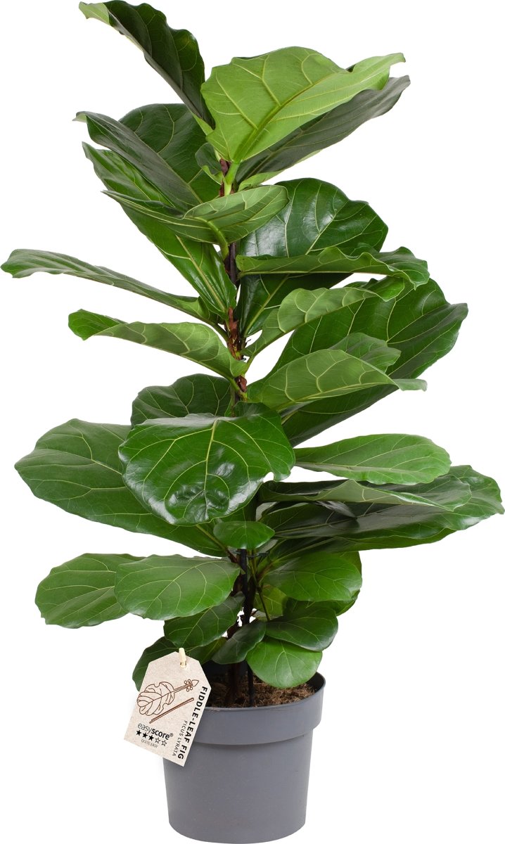 Ficus Lyrata, uden potte, 2 stk