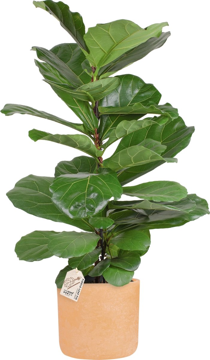 Ficus Lyrata, inkl. terracotta potte, 2 stk