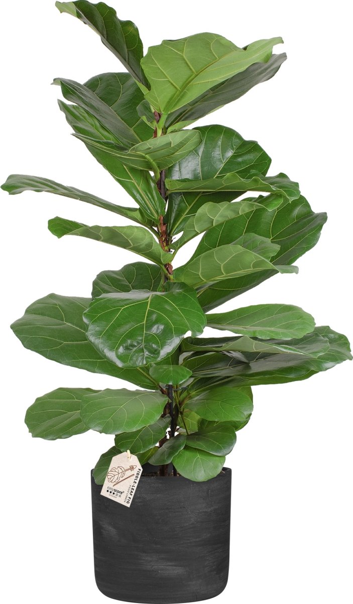 Ficus Lyrata, inkl. sort raw potte, 2 stk