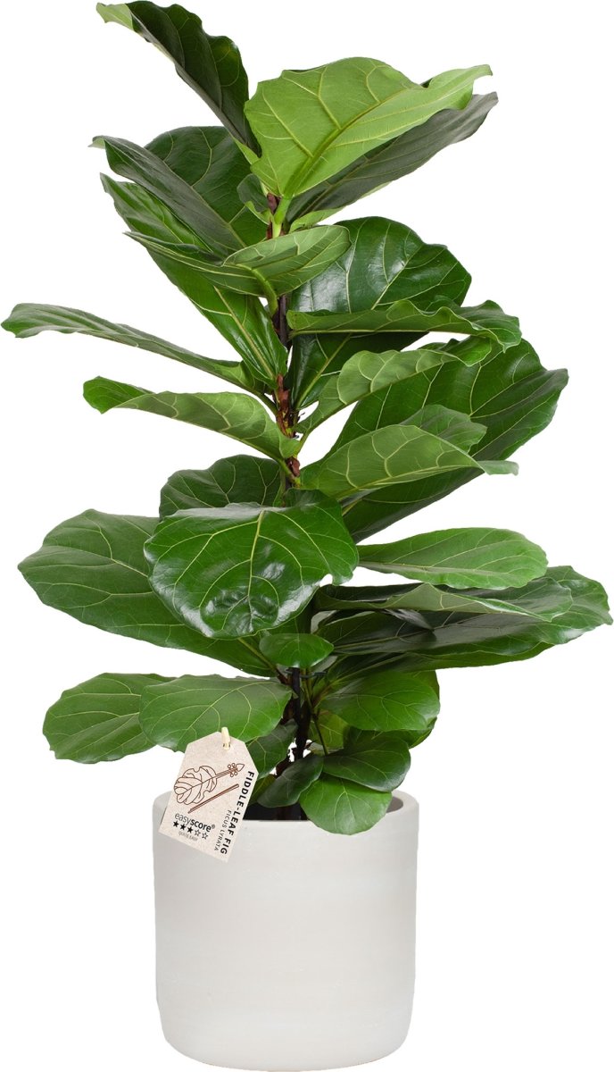 Ficus Lyrata, inkl. grå raw potte, 2 stk