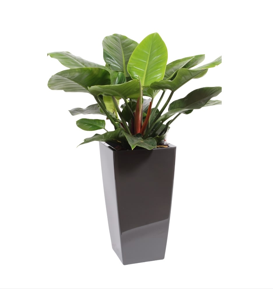 Philodendron Imperial Green, inkl. potte, 1 stk