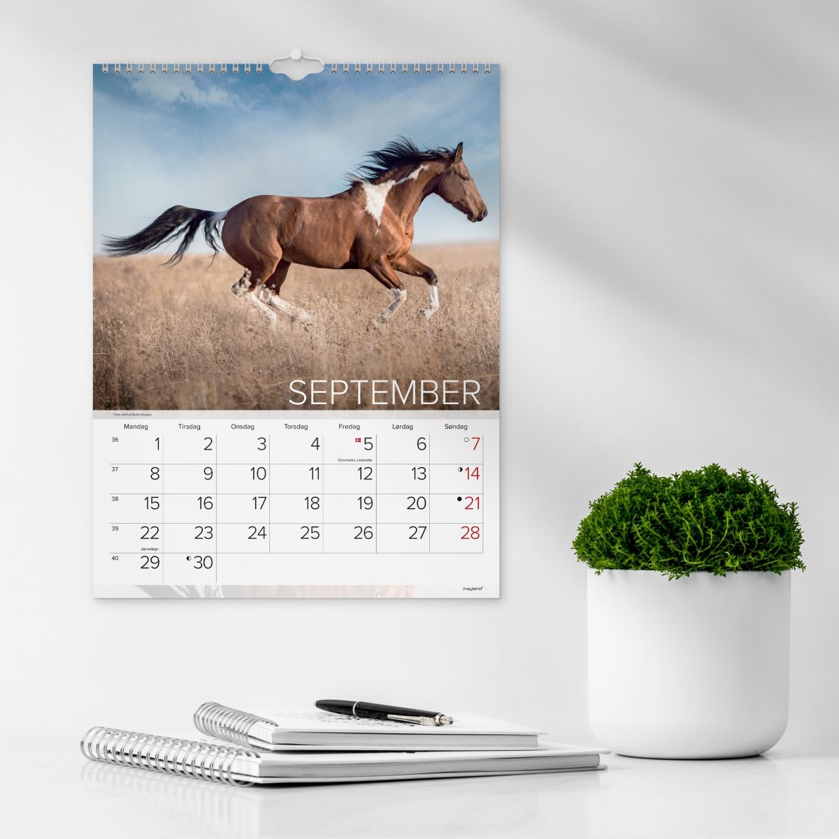 Mayland 2025 Vægkalender, heste