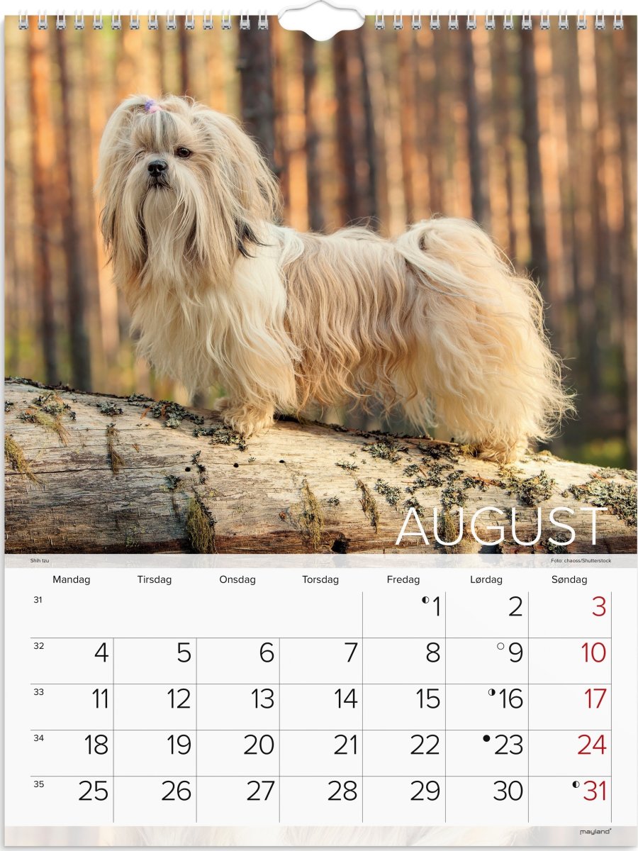 Mayland 2025 Vægkalender, hunde