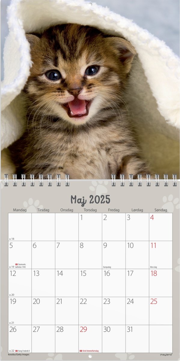 Mayland 2025 Vægkalender Mini, kattekillinger