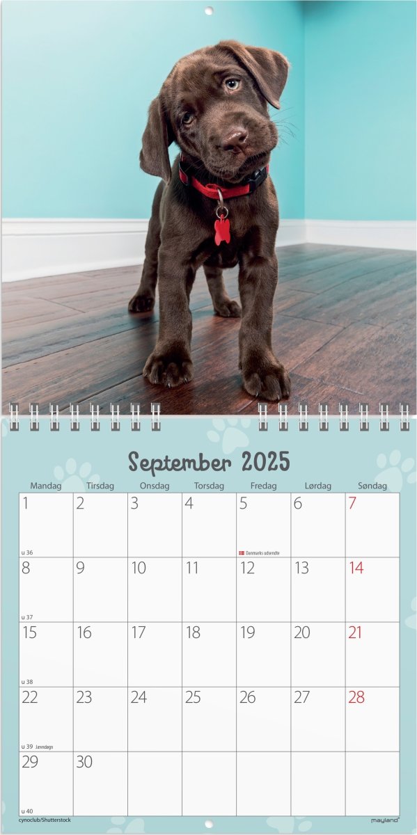 Mayland 2025 Vægkalender Mini, hundehvalpe