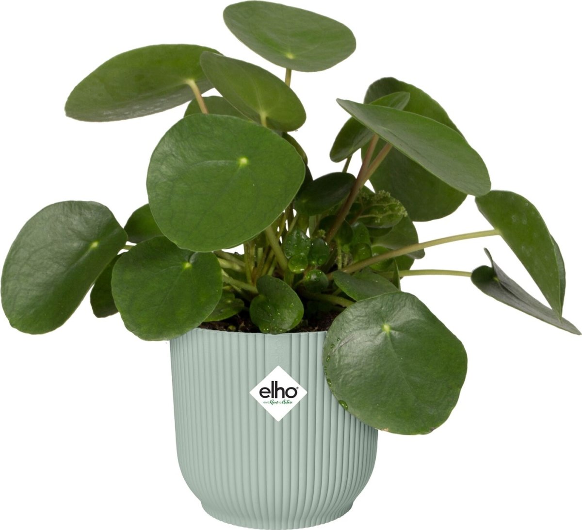 Elho Vibes Blomsterkrukke, 16 cm, sorbet green