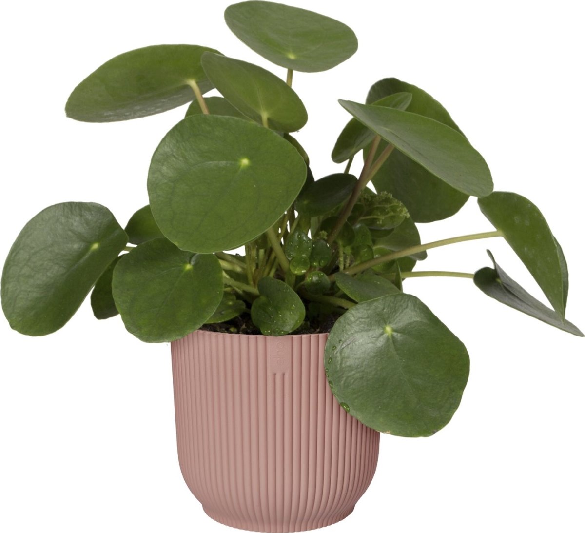 Elho Vibes Blomsterkrukke, 16 cm, delicate pink