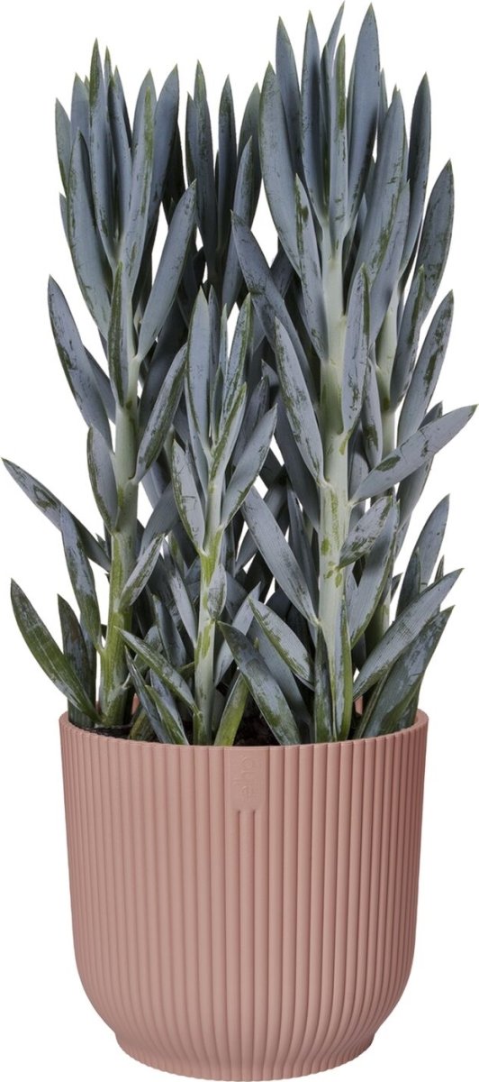 Elho Vibes Blomsterkrukke, 16 cm, delicate pink