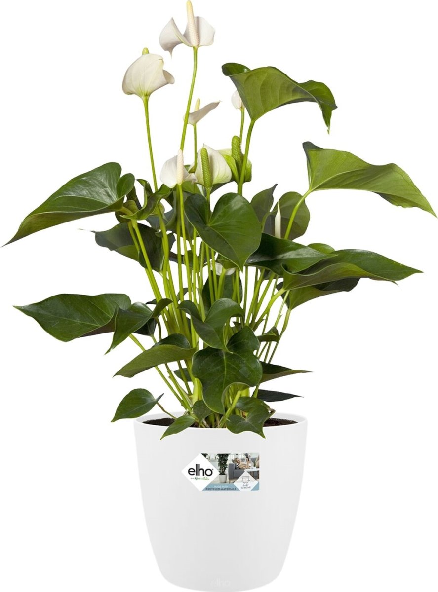 Elho Brussels Blomsterkrukke m/hjul, 35 cm, white