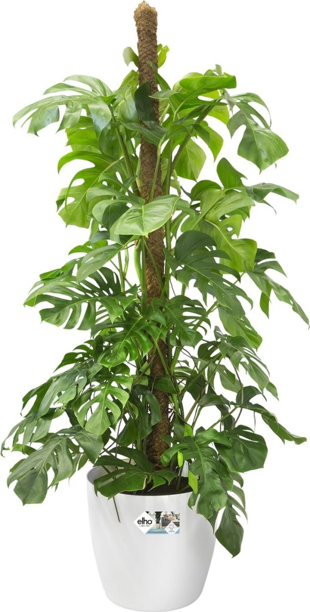 Elho Brussels Blomsterkrukke m/hjul, 35 cm, white