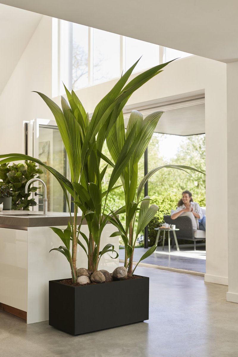 Elho Vivo Next Blomsterkrukke, 80x39 cm, black