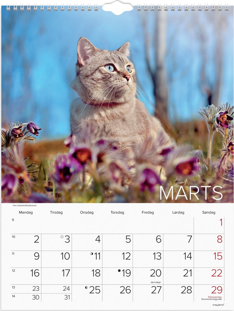 Mayland 2026 Vægkalender, katte