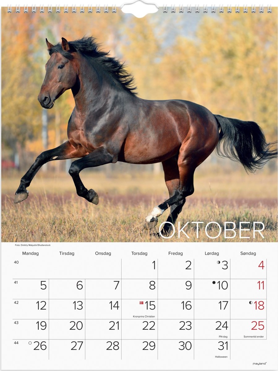 Mayland 2026 Vægkalender, heste