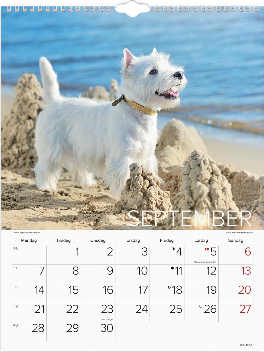 Mayland 2026 Vægkalender, hunde