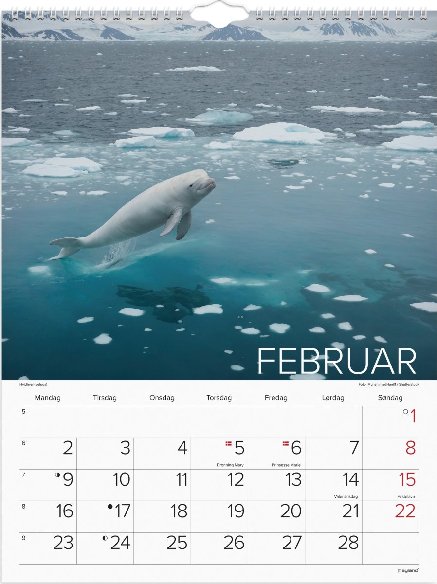 Mayland 2026 Vægkalender, verdens dyr