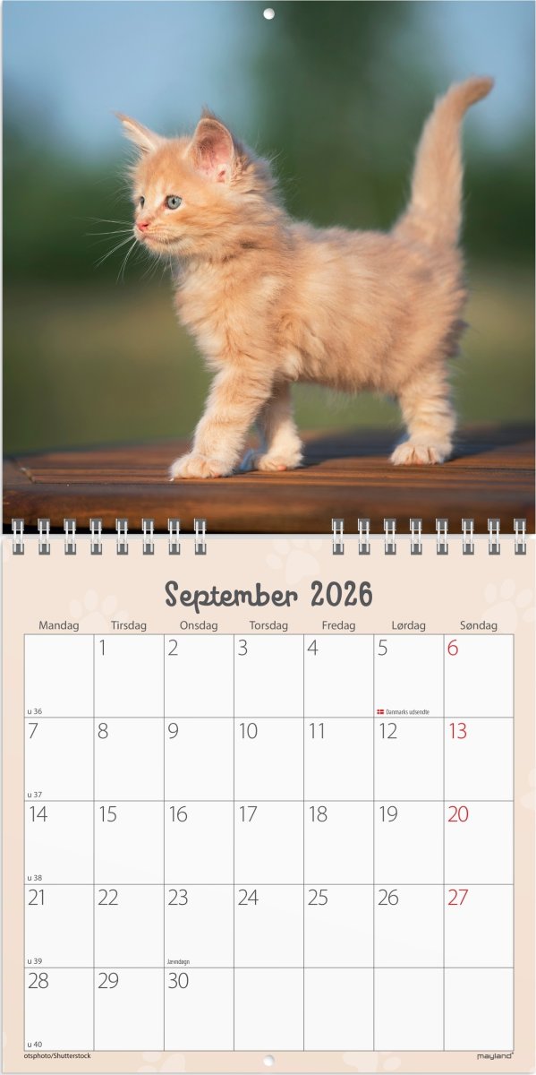 Mayland 2026 Vægkalender Mini, kattekillinger