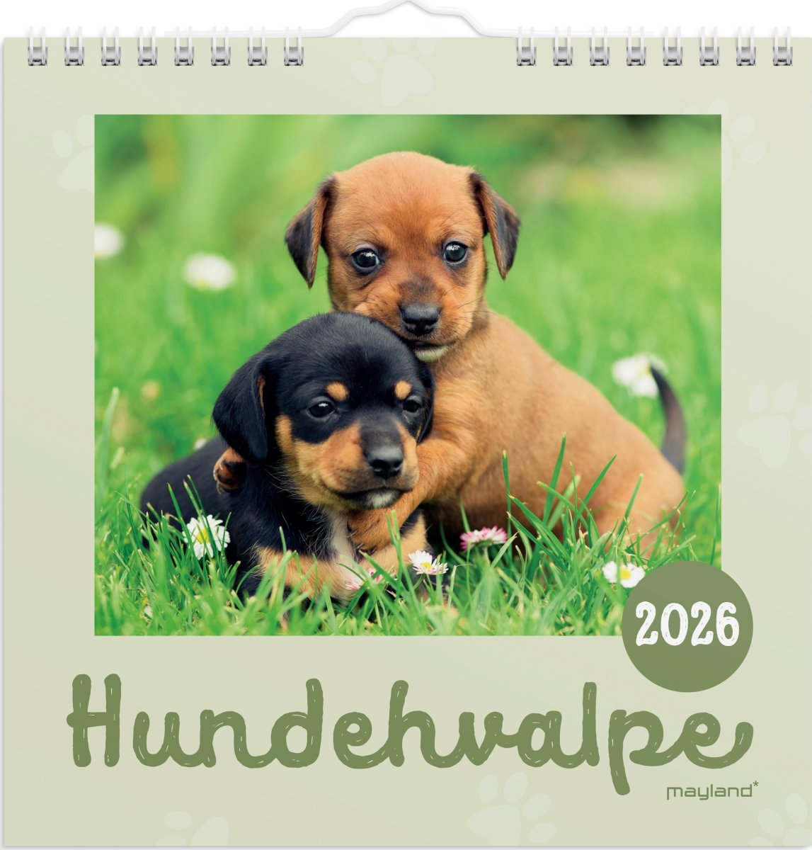 Mayland 2026 Vægkalender Mini, hundehvalpe