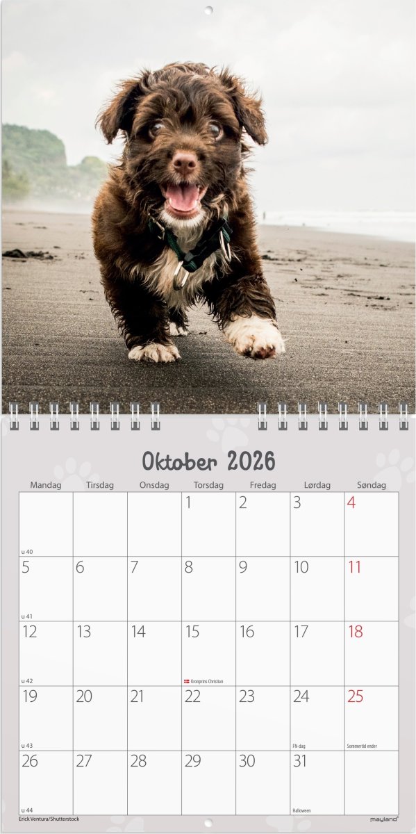 Mayland 2026 Vægkalender Mini, hundehvalpe
