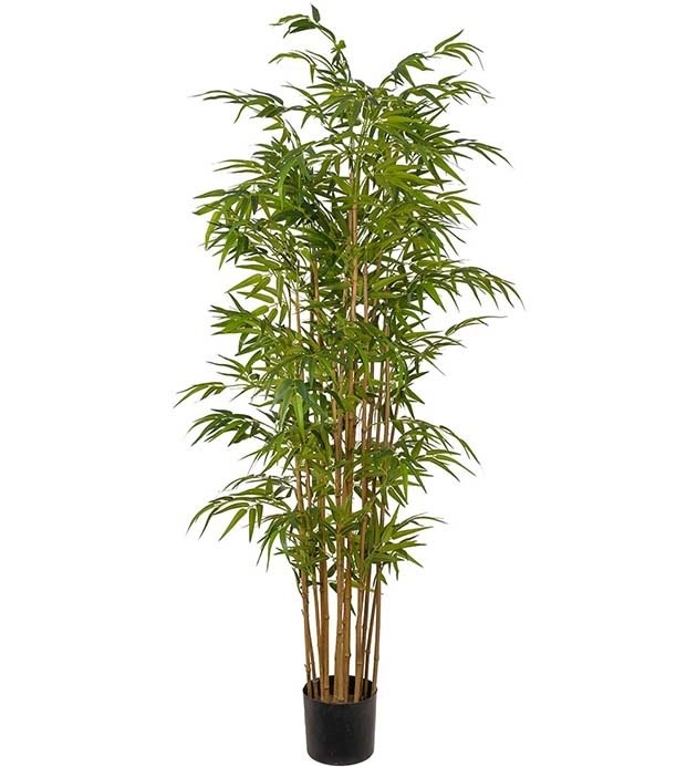 Bambus, H180 cm