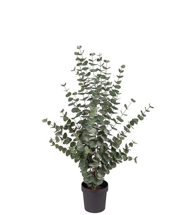 Eukalyptus, H110 cm