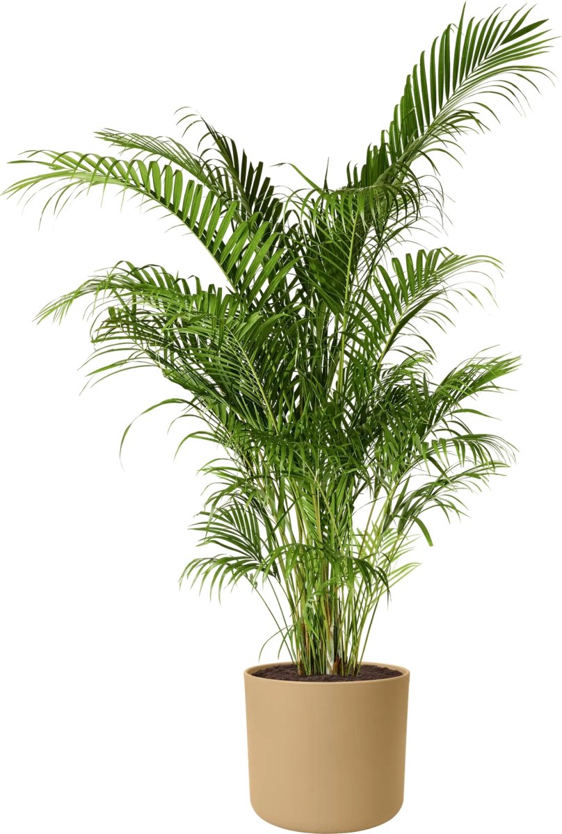 Elho B.for Soft Blomsterkrukke, 16 cm, golden sand