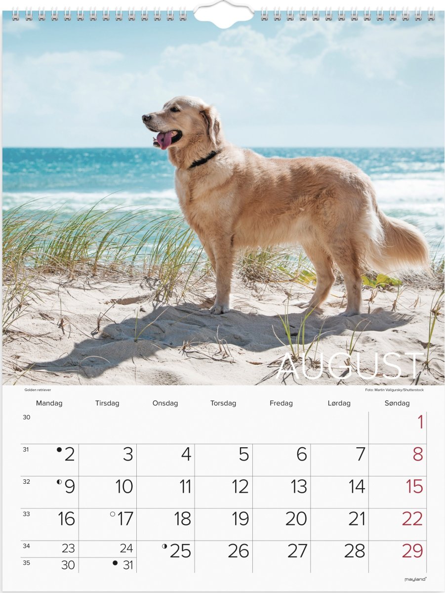 Mayland 2027 Vægkalender, hunde