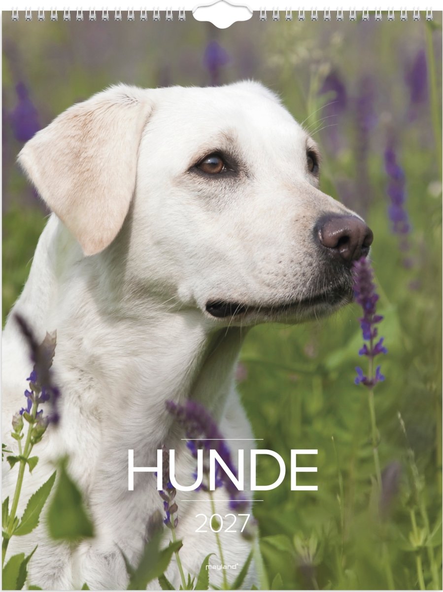 Mayland 2027 Vægkalender, hunde