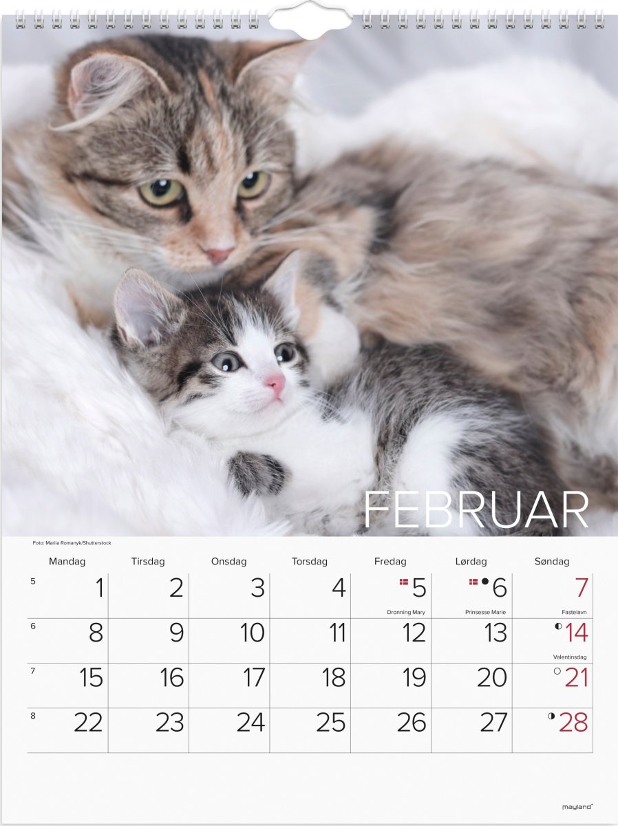 Mayland 2027 Vægkalender, katte